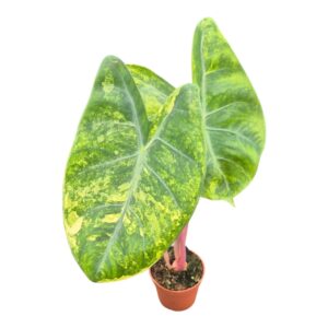 Alocasia Pink Dragon Variegata
(2 Plants/Order)(9cmP 15cmH)