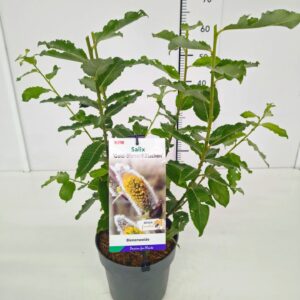 Salix caprea Goldbienen Kätzchenweide' (Bögelsack) 40-60C3
(1 Plants/Order)(19cmP 60cmH)