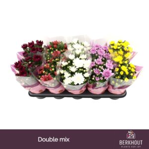 Chrysanthemum Indicum Double mix
(10 Plants/Order)(12cmP 26cmH)