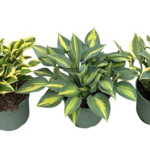 Hosta other in Types only Full CC
(1 Plants/Order)(23cmP 35cmH)