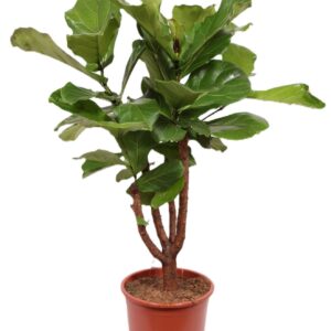 Ficus lyrata
(1 Plants/Order)(30cmP 140cmH)