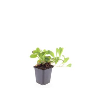 Persicaria affinis Darjeeling Red
(12 Plants/Order)(9cmP 5cmH)