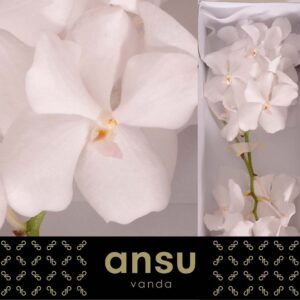 Vanda Kanchana Ansu No. 1 Vanda Kanchana Ansu No.1
(16 Plants/Order)(cmP 25cmH)