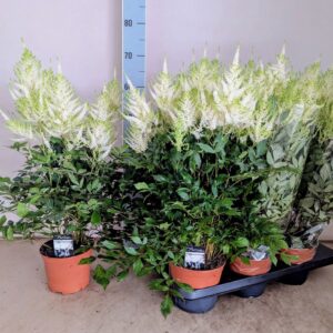 Astilbe Mojito japonica
(6 Plants/Order)(15cmP 60cmH)