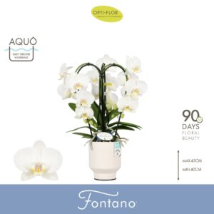Phalaenopsis white more Ripsen Fontano Bellagio 3 spike in Emilia White Aquo
(3 Plants/Order)(12cmP 50cmH)