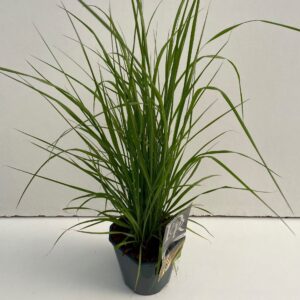 Pennisetum Viridescens'
(6 Plants/Order)(17cmP 30cmH)