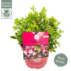Rhododendron Bloombux' Magenta
(1 Plants/Order)(17cmP 35cmH)