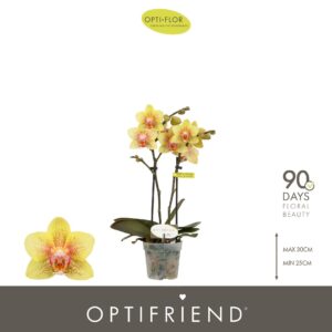 Phalaenopsis Multiflora Optifriend Indy 2 spike
(8 Plants/Order)(7cmP 25cmH)