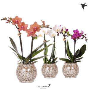 Phalaenopsis Multiflora mix 2 spike in Safari Pot
(6 Plants/Order)(9cmP 40cmH)