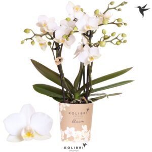 Phalaenopsis Multiflora Blossom Zurich 3 spike
(12 Plants/Order)(9cmP 35cmH)