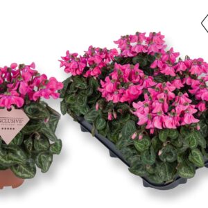Cyclamen Exclusive® Petticoat Pink
(8 Plants/Order)(10.5cmP 20cmH)
