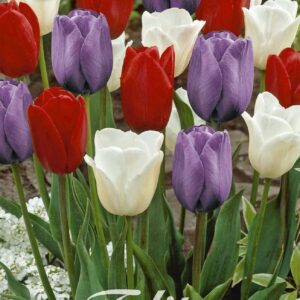 Droge Bulbs Tulipa Garden Dutch Garden x10 12/+
(10 Plants/Order)(20cmP 45cmH)