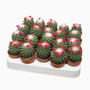 Mammillaria polythele 'Toluca' 5,5 cm flowering
(20 Plants/Order)(5.5cmP 8cmH)