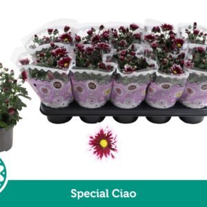 Chrysanthemum Ciao Special
(10 Plants/Order)(12cmP 25cmH)