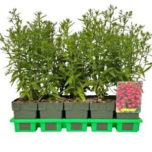 Aster Jenny Dumosus P11
(10 Plants/Order)(11cmP 25cmH)