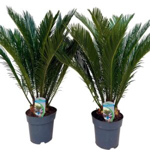 Cycas revoluta
(1 Plants/Order)(17cmP 65cmH)