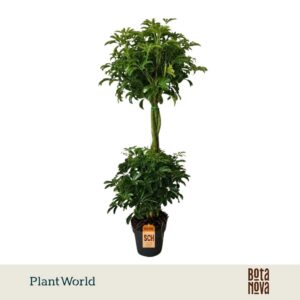 Schefflera Luseana Duo ball
(3 Plants/Order)(21cmP 80cmH)