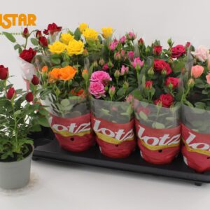Rosa Lotz of mixed 7 Colours 12 cm Roses Jewel Seven Colours
(10 Plants/Order)(12cmP 30cmH)