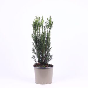 Taxus media Hillii
(6 Plants/Order)(17cmP 30cmH)