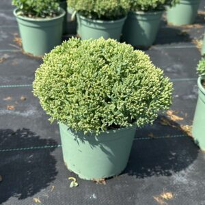 Sedum other Carl'
(1 Plants/Order)(17cmP 30cmH)