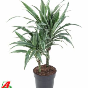 Dracaena Warneckei 46325
(1 Plants/Order)(19cmP 70cmH)