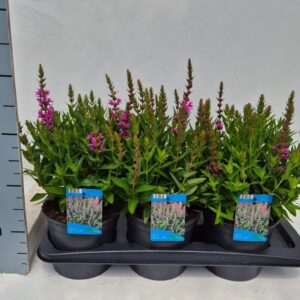 Lythrum Robin salicaria
(6 Plants/Order)(17cmP 40cmH)