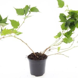 Stephanandra tanakae
(8 Plants/Order)(14cmP 10cmH)
