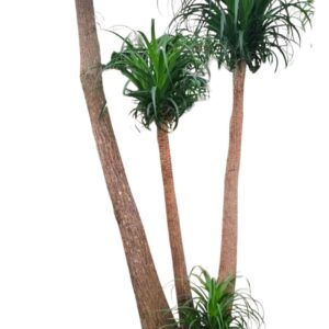 Nolina recurvata Beaucarnea 65 cm busch
(1 Plants/Order)(65cmP 200cmH)