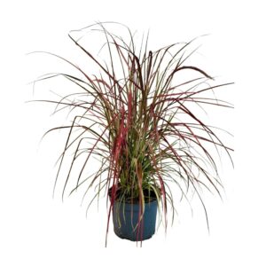 Pennisetum x advena Fireworks P19
(1 Plants/Order)(19cmP 70cmH)