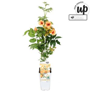 Campsis tagliabuana 'Summer in Orange' P15
(10 Plants/Order)(15cmP 65cmH)