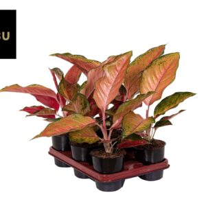 Aglaonema Cherry Baby Chili Red
(6 Plants/Order)(12cmP 30cmH)