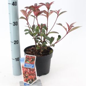 Photinia fraseri Carré Rouge'
(1 Plants/Order)(17cmP 35cmH)