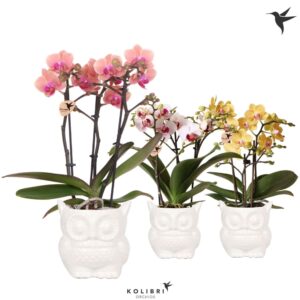 Phalaenopsis Multiflora mix 3 spike in Owl Pot white
(6 Plants/Order)(9cmP 40cmH)