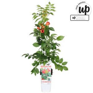 Campsis tagliabuana 'Solo Rosso' P15
(10 Plants/Order)(15cmP 65cmH)
