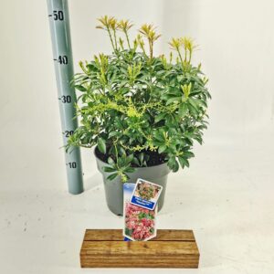 Pieris Passion jap. PBR
(1 Plants/Order)(23cmP 40cmH)