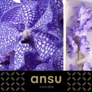 Vanda Kanchana Delft Blue Vanda Kanchana Delft Blue
(16 Plants/Order)(cmP 20cmH)