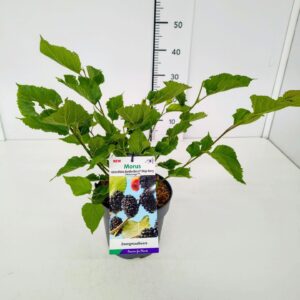 Morus nigra Mojo Berry' 40-50C3
(1 Plants/Order)(19cmP 60cmH)