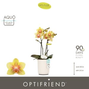 Phalaenopsis Multiflora Optifriend Indy 2 spike in Molise White Aquo
(6 Plants/Order)(7cmP 25cmH)