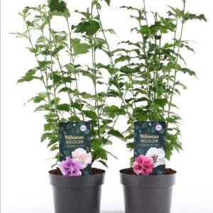Hibiscus syriacus Bicolor' P19/C3
(1 Plants/Order)(19cmP 55cmH)