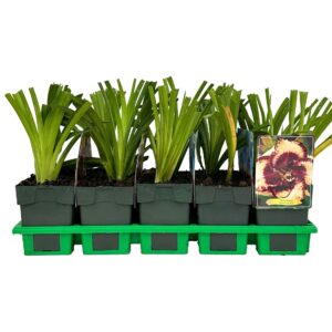 Hemerocallis Open my Eyes' P11
(10 Plants/Order)(11cmP 25cmH)