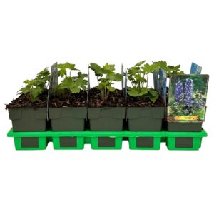 Delphinium Blue Bird P11
(10 Plants/Order)(11cmP 25cmH)