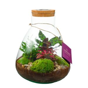 Indoor plants Wardians Terrarium - Erlenmeyer large + SOLAR (LED rechargeable by solar & USB-C
(1 Plants/Order)(26cmP 30cmH)