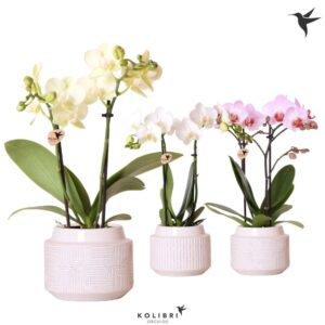 Phalaenopsis mixed 2 spike in Maze Pot white
(5 Plants/Order)(9cmP 40cmH)
