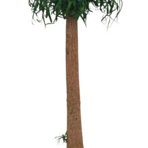 Nolina recurvata Beaucarnea 35 cm
(1 Plants/Order)(35cmP 170cmH)