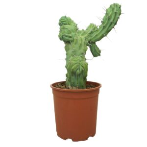 Cereus Myrtillocactus geometrizans cristaat 27 cm
(2 Plants/Order)(27cmP 60cmH)