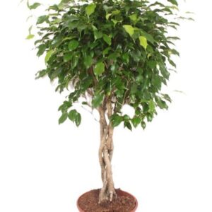 Ficus Exotica
(1 Plants/Order)(30cmP 140cmH)