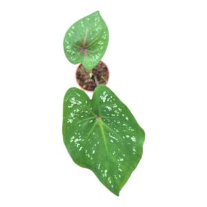 Caladium Caladium Bicolor Jia
(5 Plants/Order)(7cmP 25cmH)