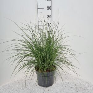 Miscanthus sinensis Red Cloud
(1 Plants/Order)(26cmP 110cmH)
