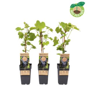 Vitis vinifera Zilga', P15 (extra winterhard)
(10 Plants/Order)(15cmP 50cmH)