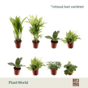 Indoor plants gem. green 5 Types Tiny Happy Family Comfort mix
(20 Plants/Order)(5.5cmP 25cmH)